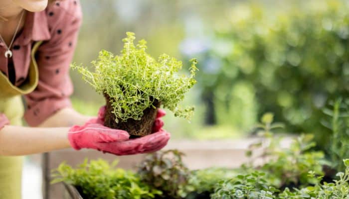 como criar uma horta em casa