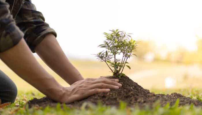 plantas fáceis de cuidar