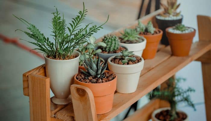 cuidados básicos com as plantas