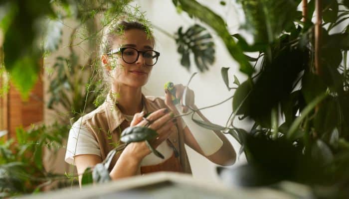 cuidados essenciais com plantas de interior