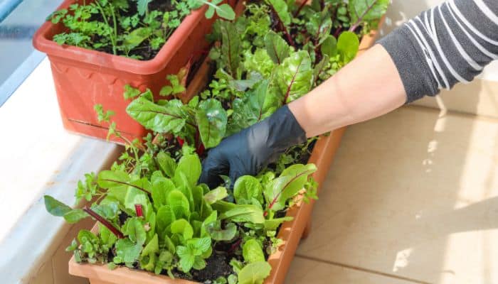 benefícios de ter um jardim em casa