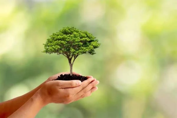 How to Create an Eco Friendly Garden in Your Backyard (1)